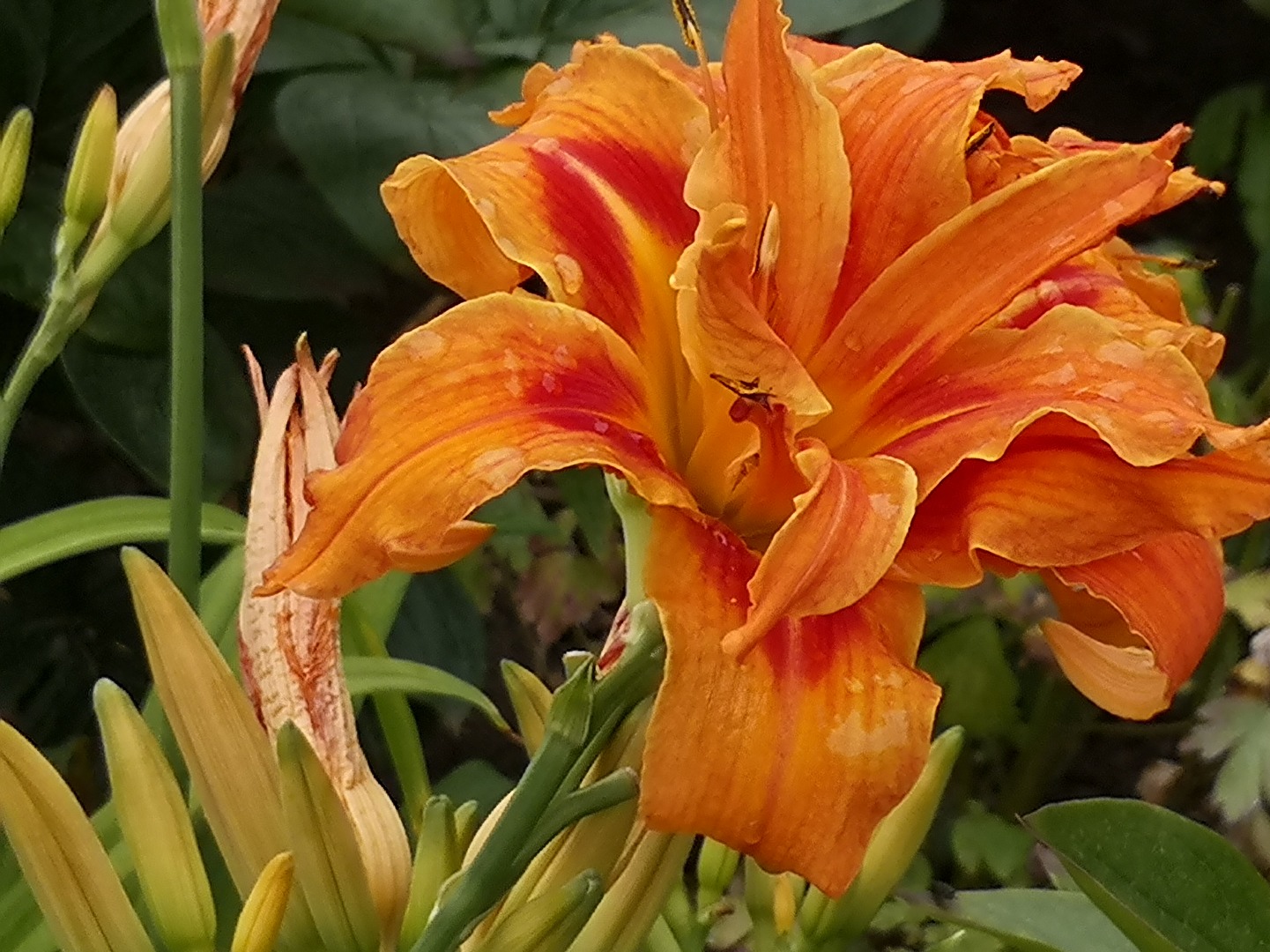Blütentraum in orange