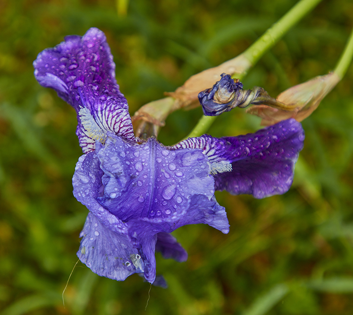 Lilien & Iris