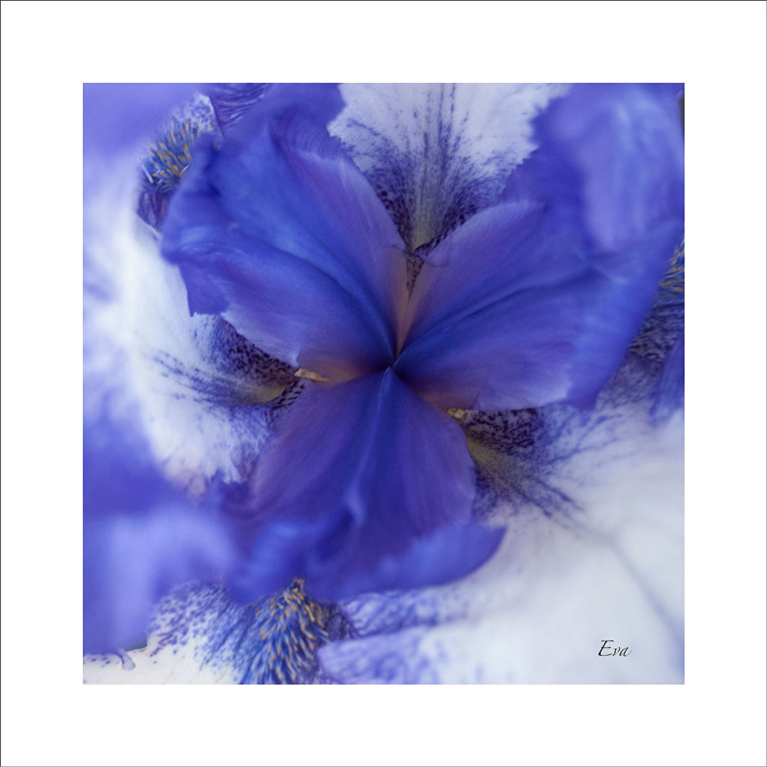 Das Innenleben einer Bartlilie...