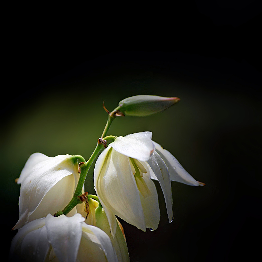 Yucca...