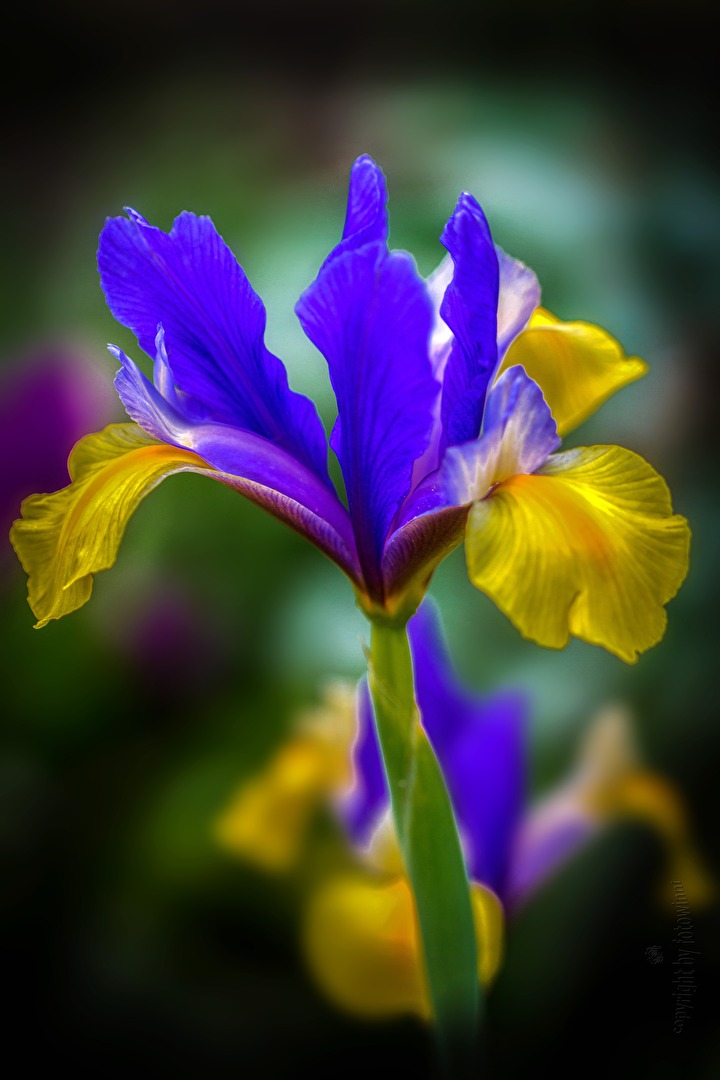 Iris hollandica