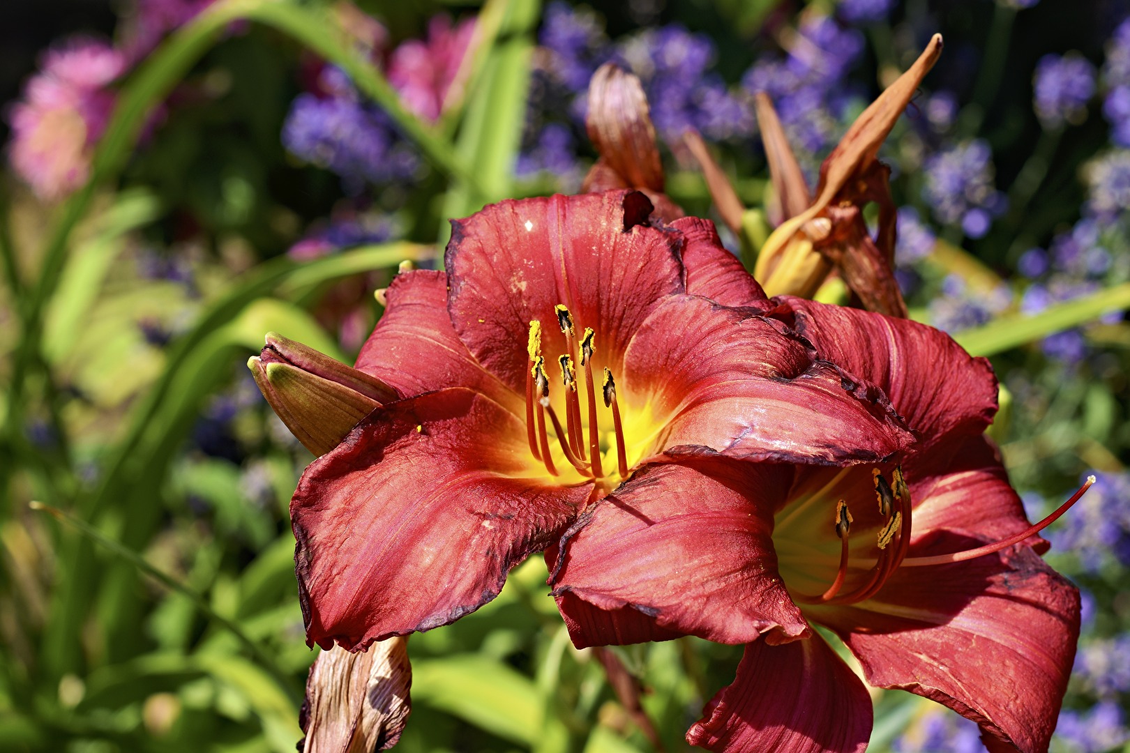 Vergänglichkeit in Farbe