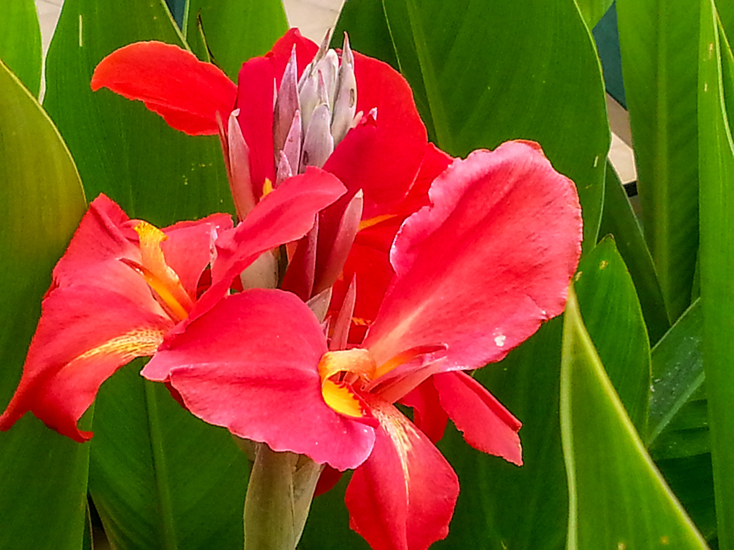 Indisches Blumenrohr - Indian Canna