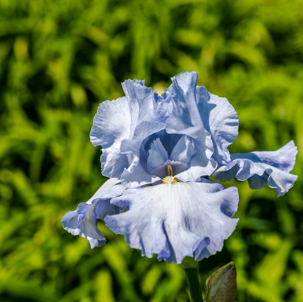 Lilien & Iris