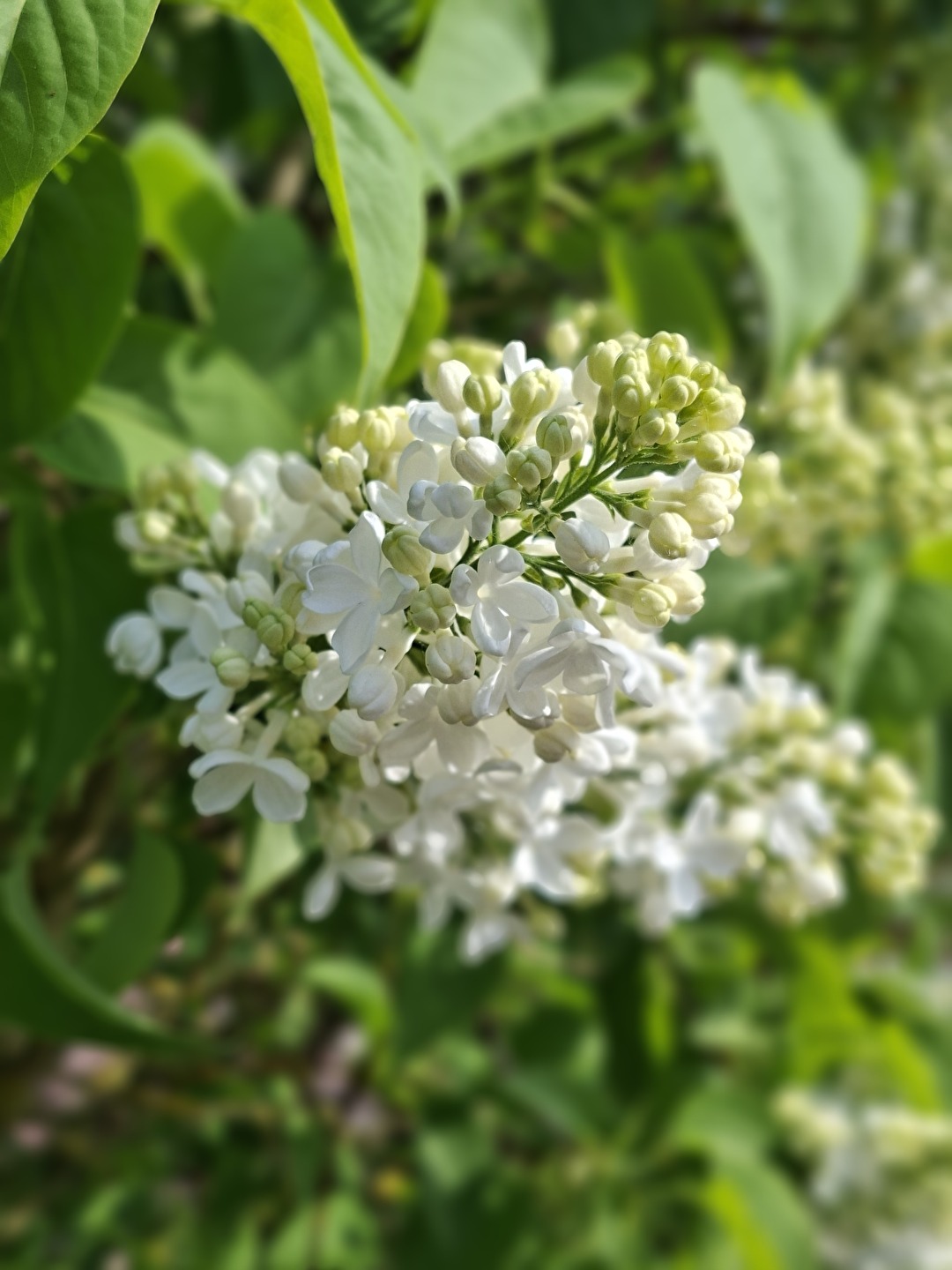 ​Frühlingserwachen in Weiß
