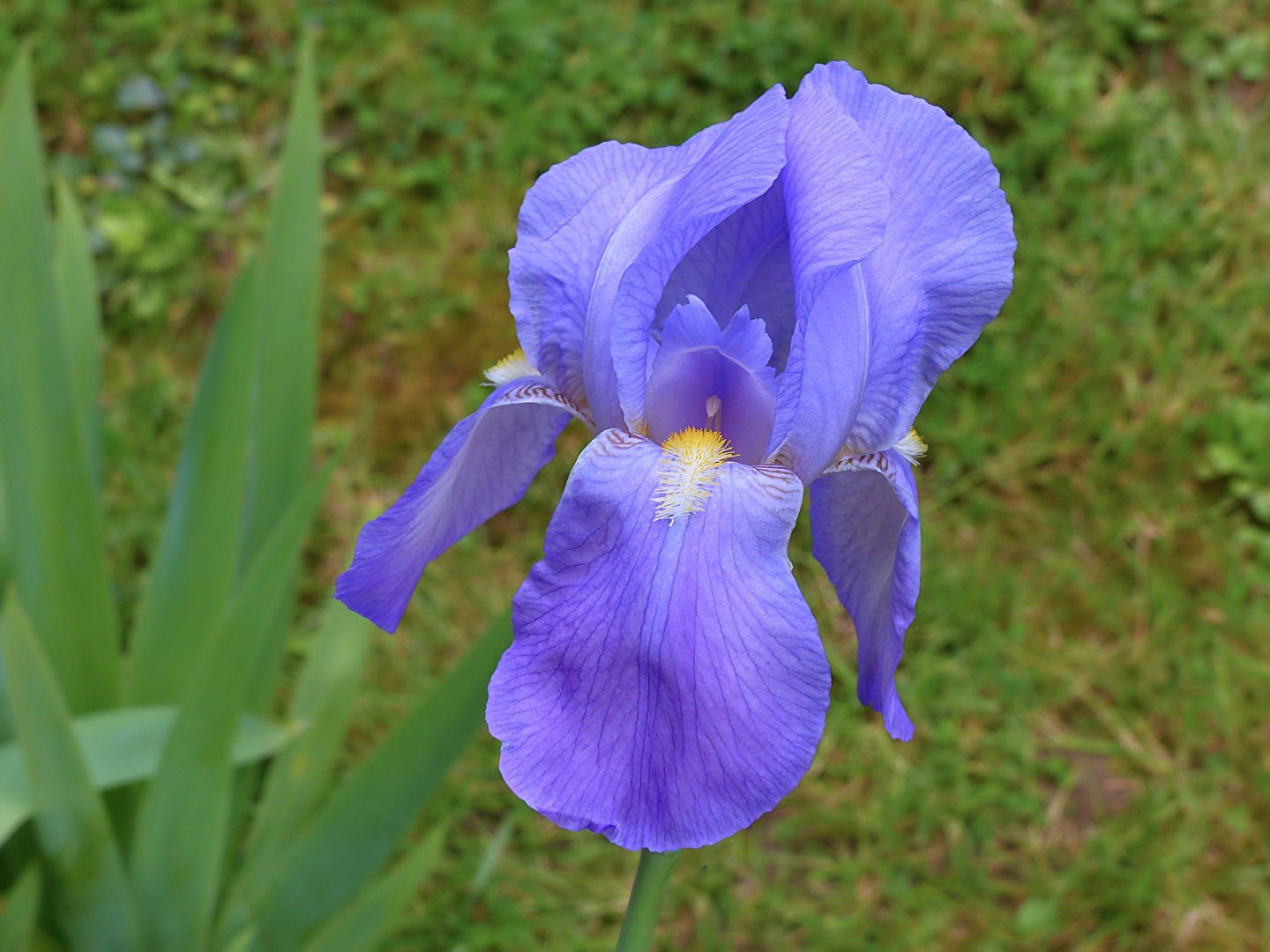 Schwertlilie