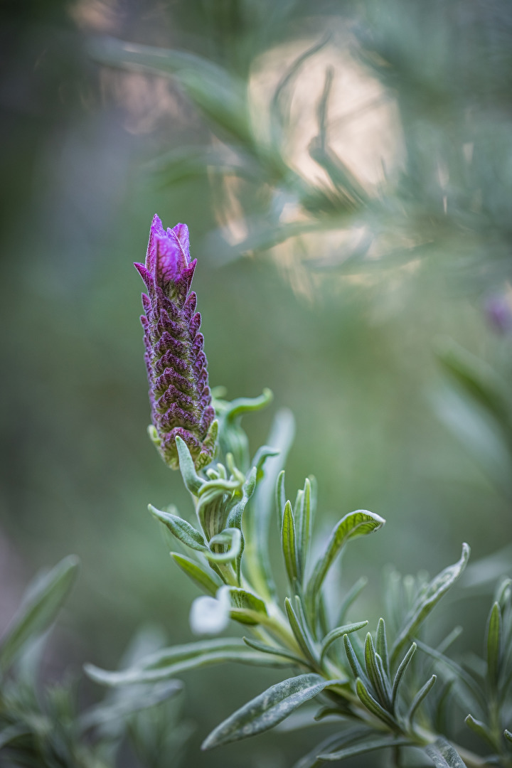 Lavendel