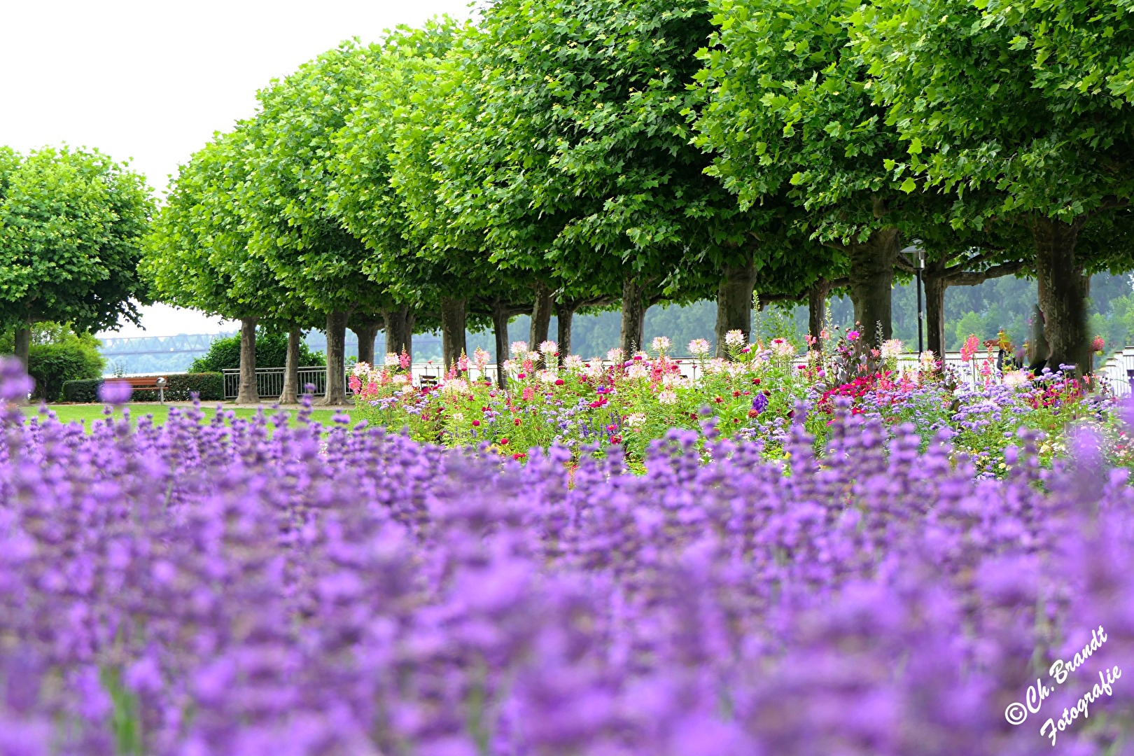 Lavendel