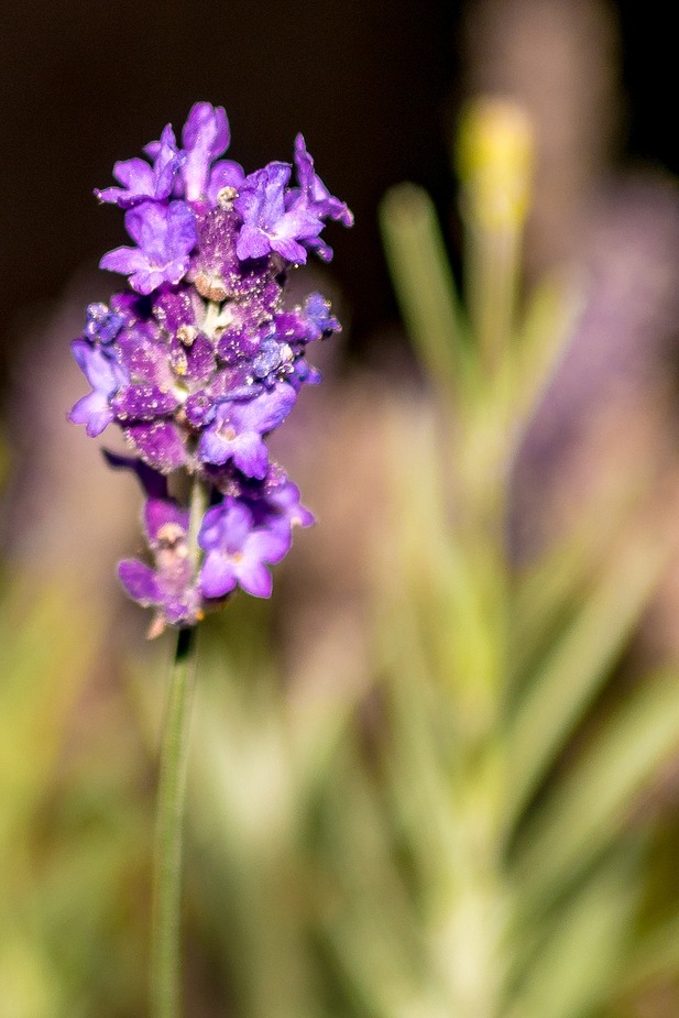 Lavendel kurz vor dem verblühen.