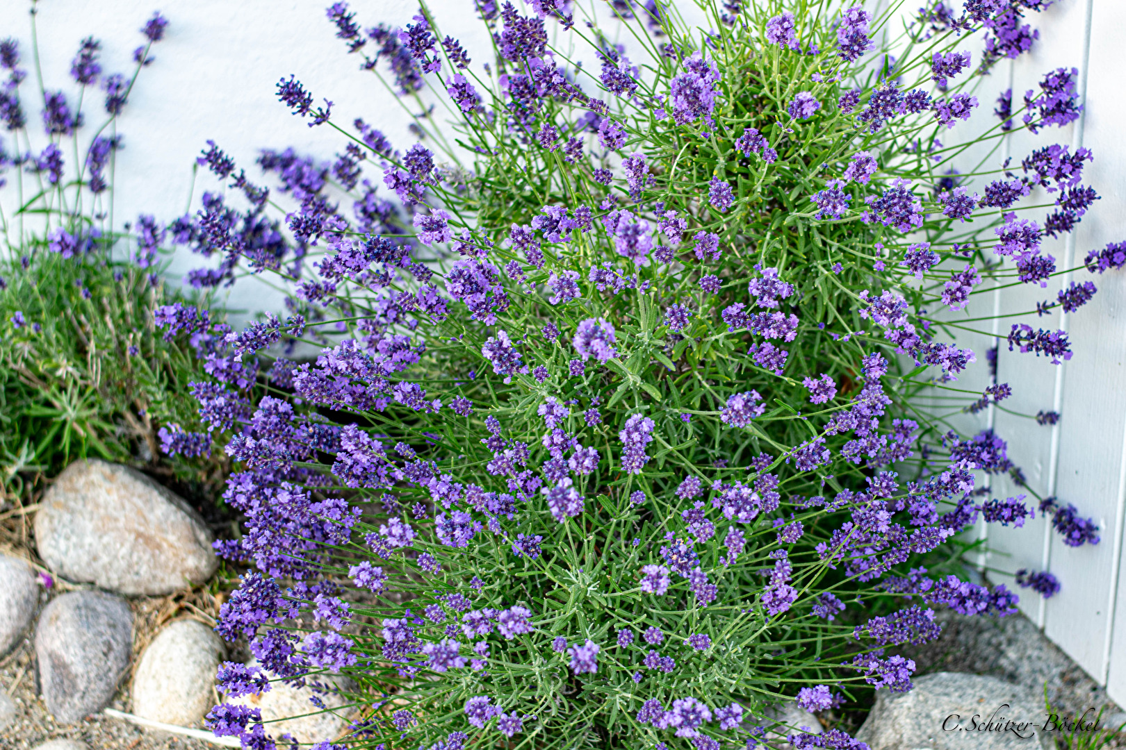 In einem Vorgarten auf Fanö im Juni