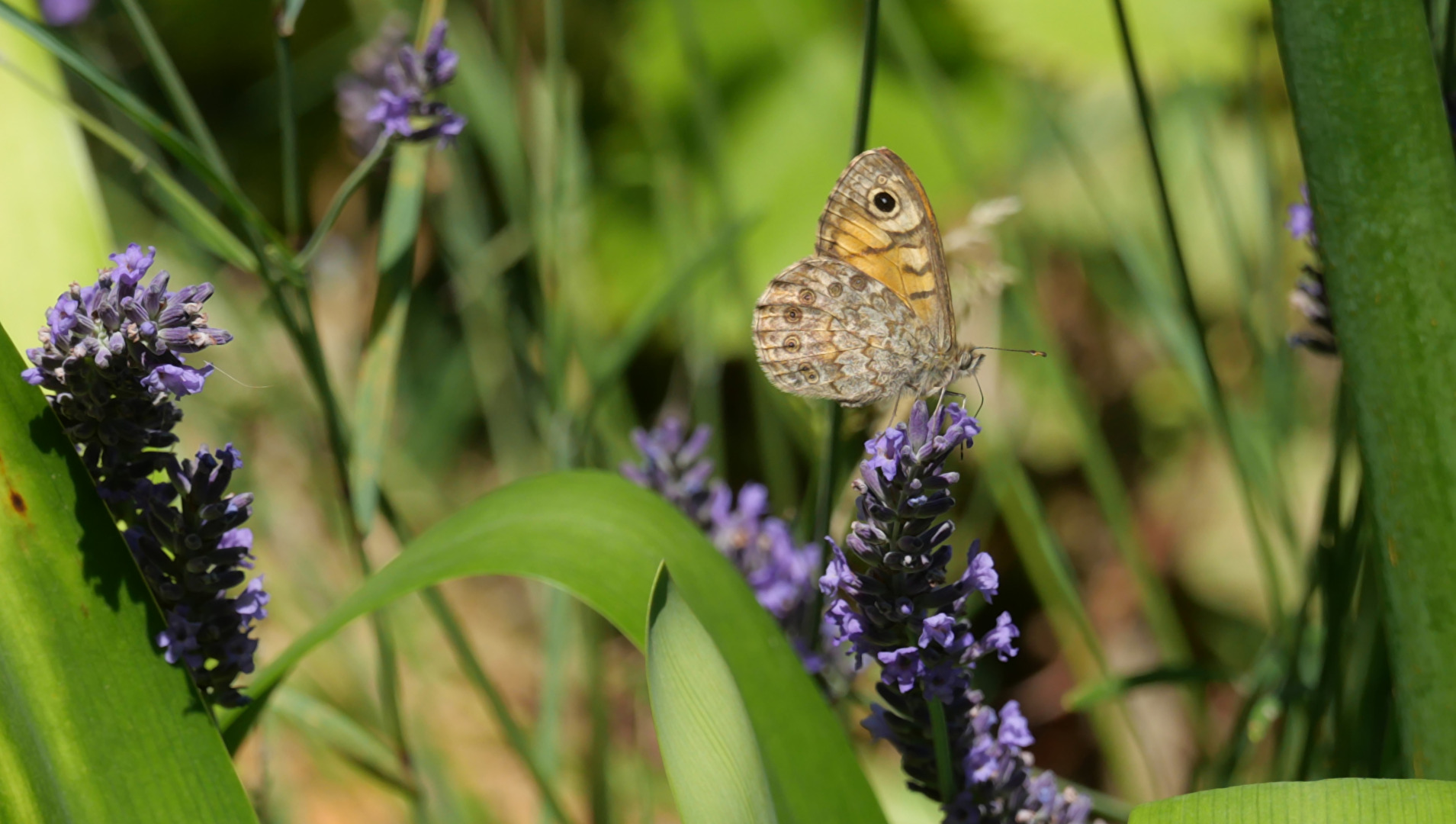 Papillon inconnu