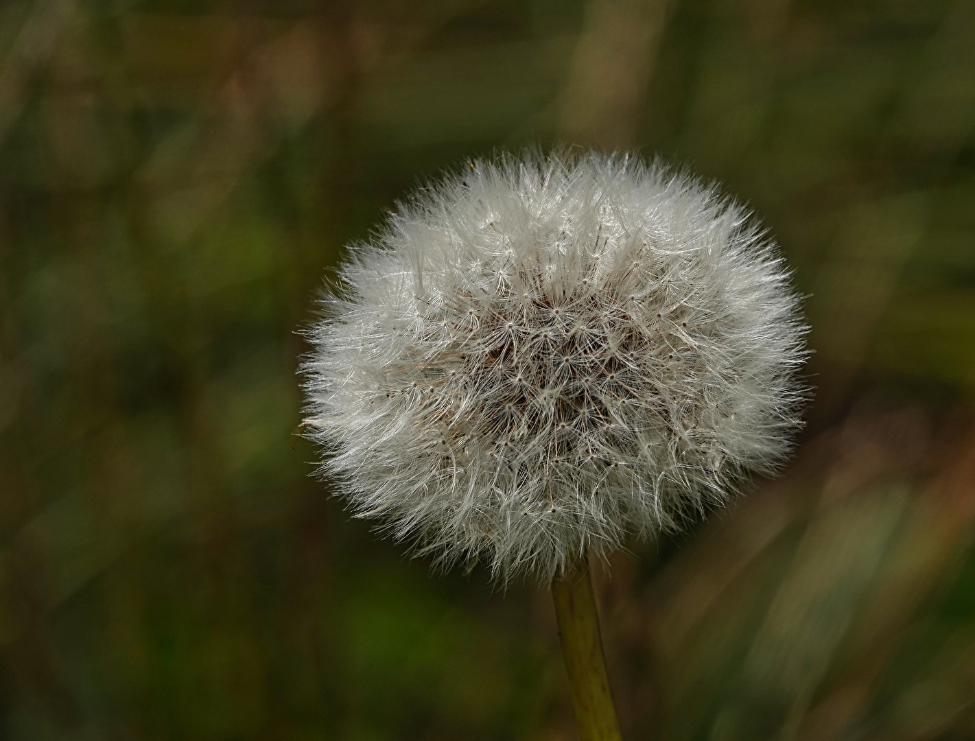 Pusteblume