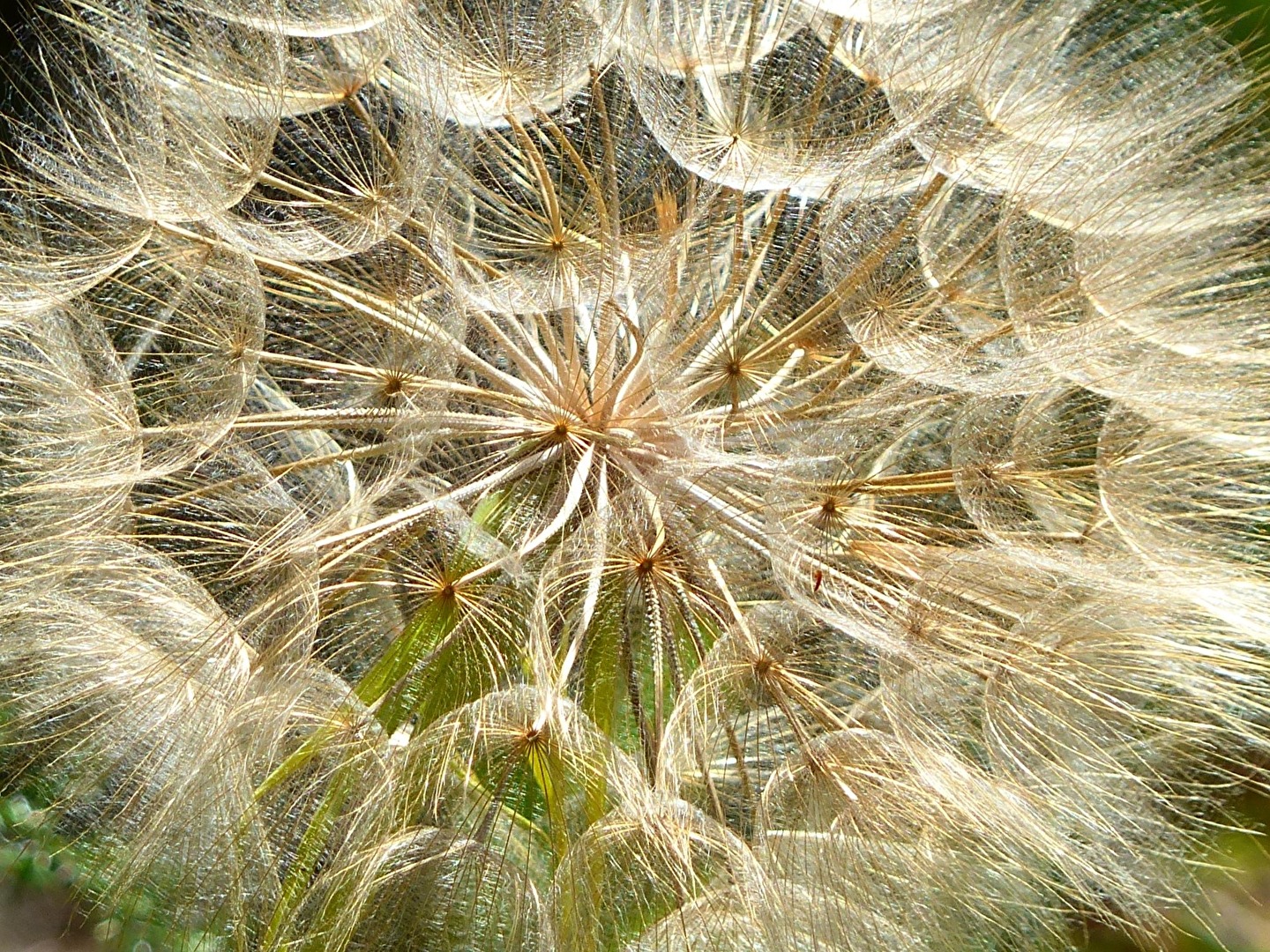 Wiesenbocksbart filigran...