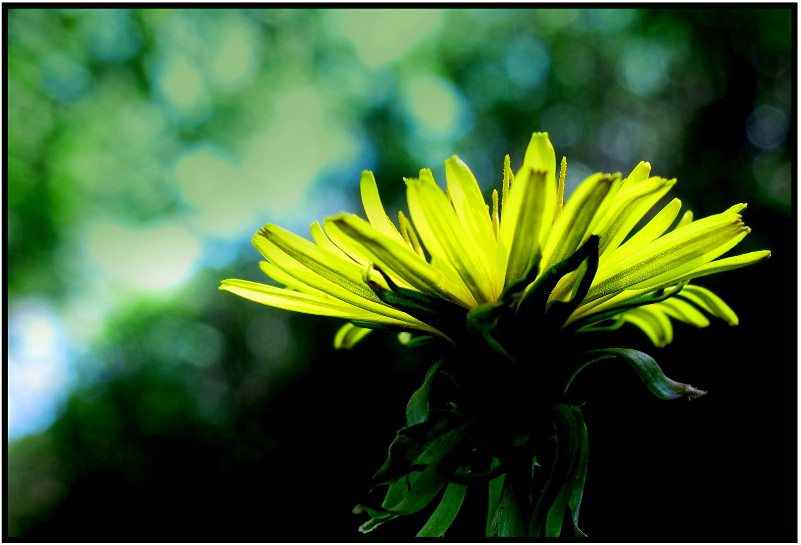 Taraxacum officinale