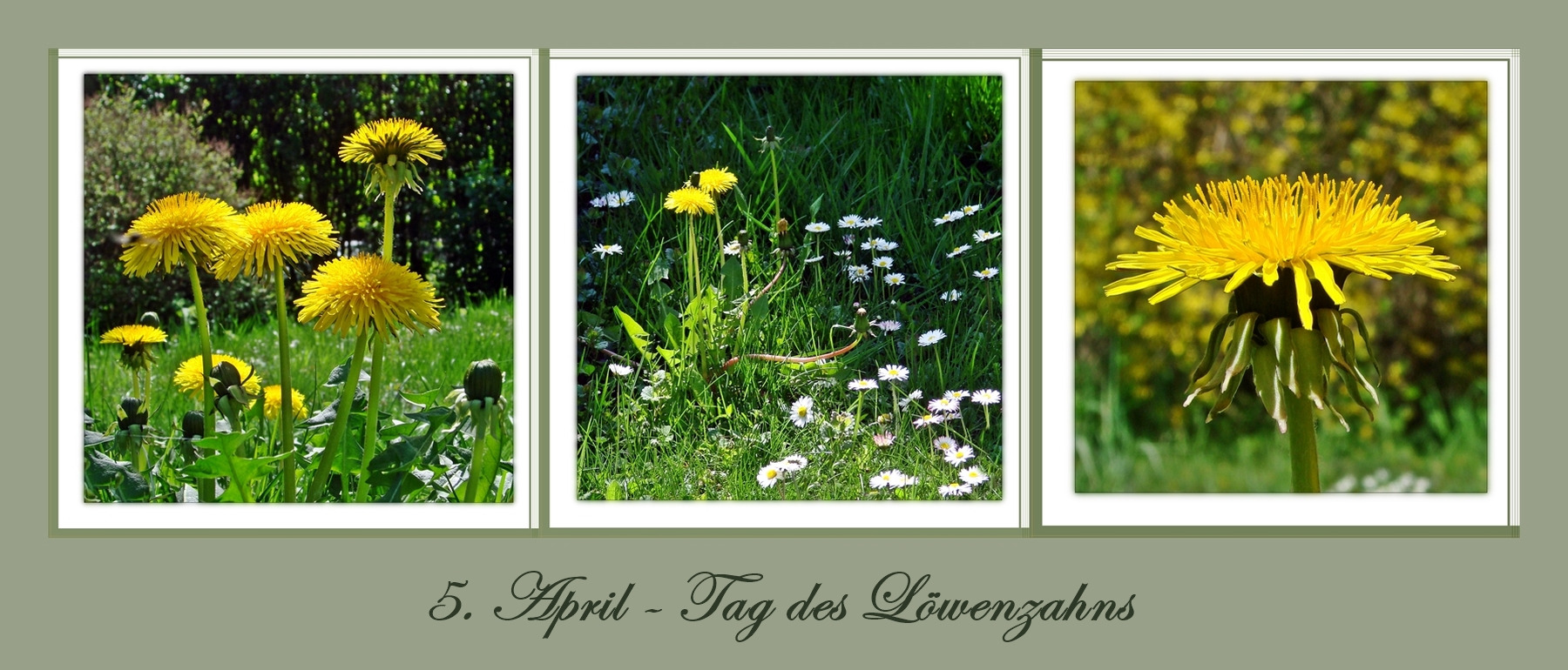 Löwenzahn