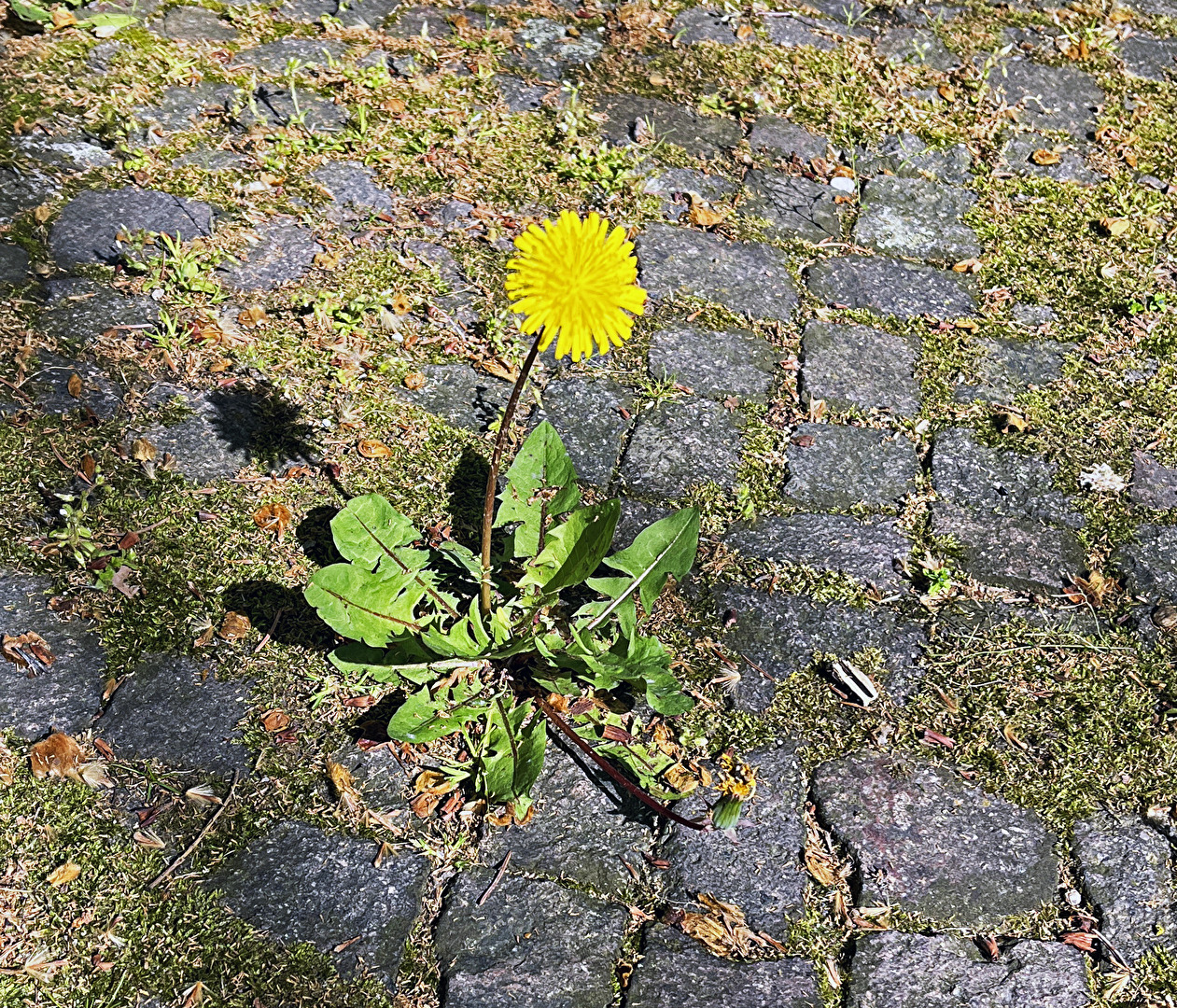 einsam...