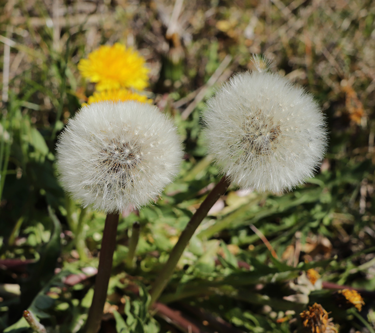 Pusteblume im Doppelpack