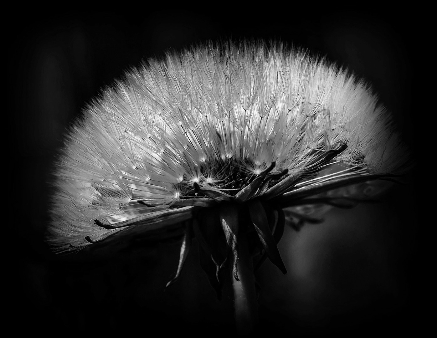 Pusteblume