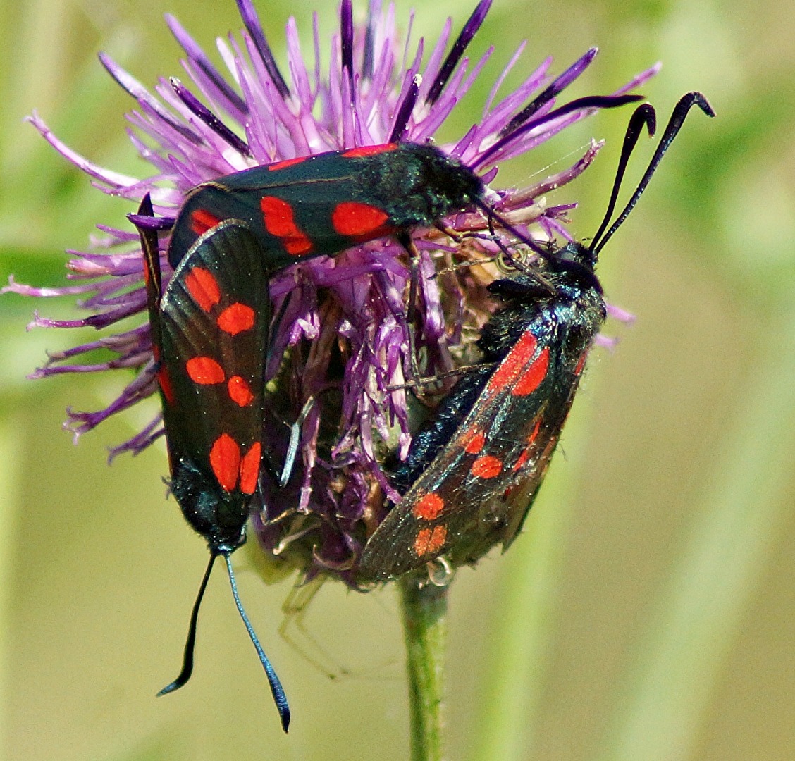 Blutströpfchen zu dritt