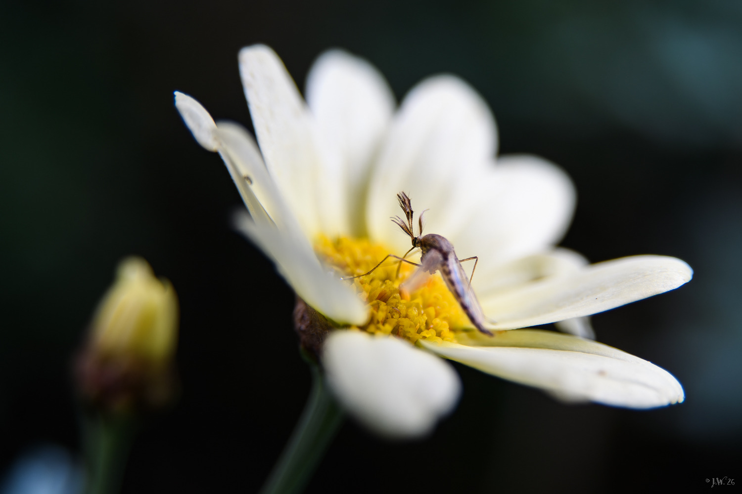 Ringelmücke auf Blüte
