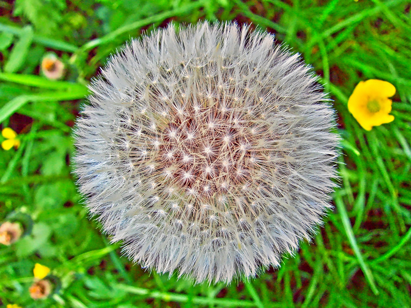 Pusteblume