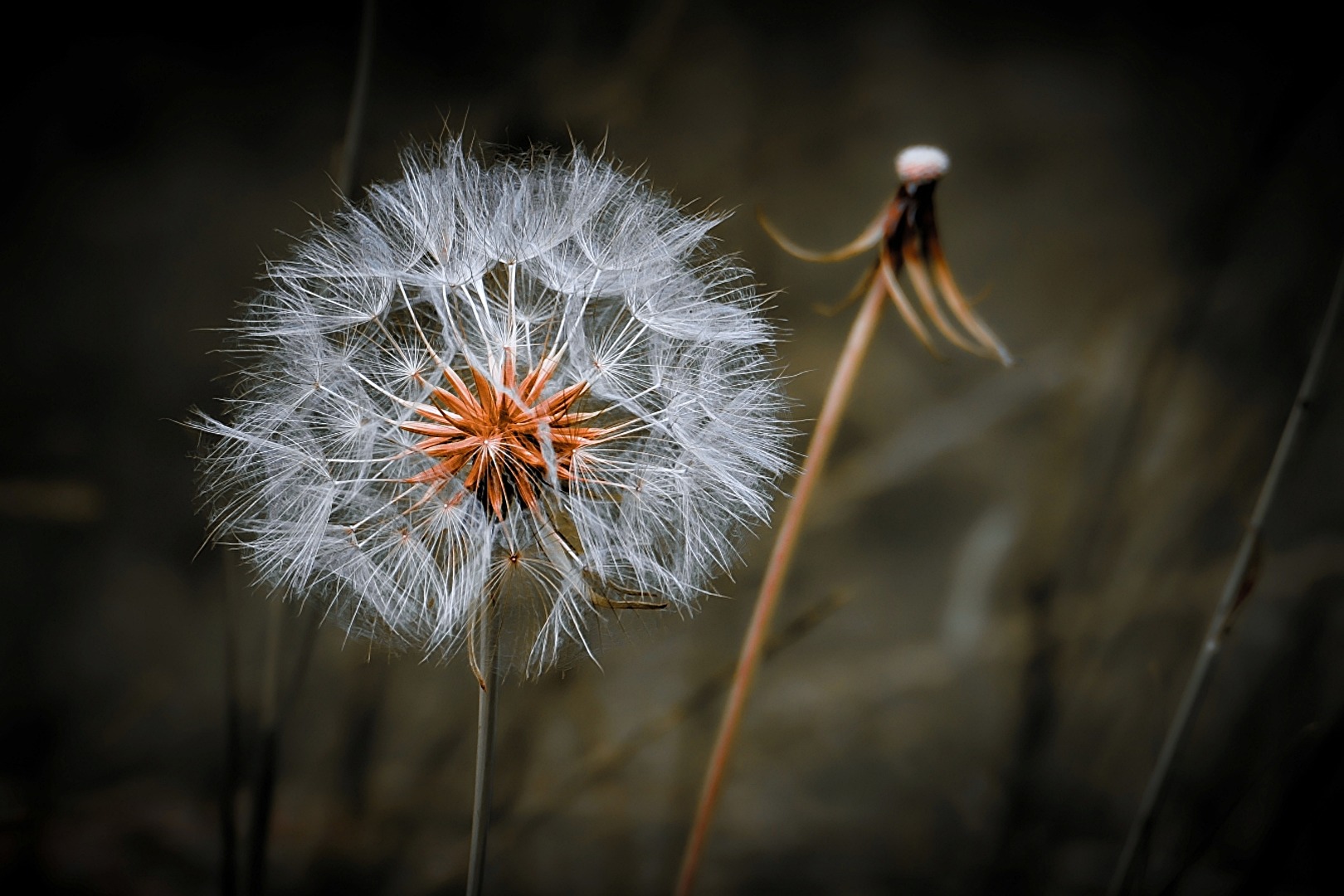 Pusteblume