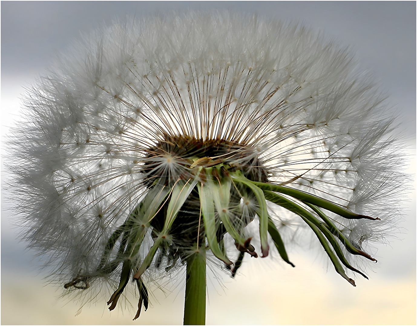 Zeit des Löwenzahns