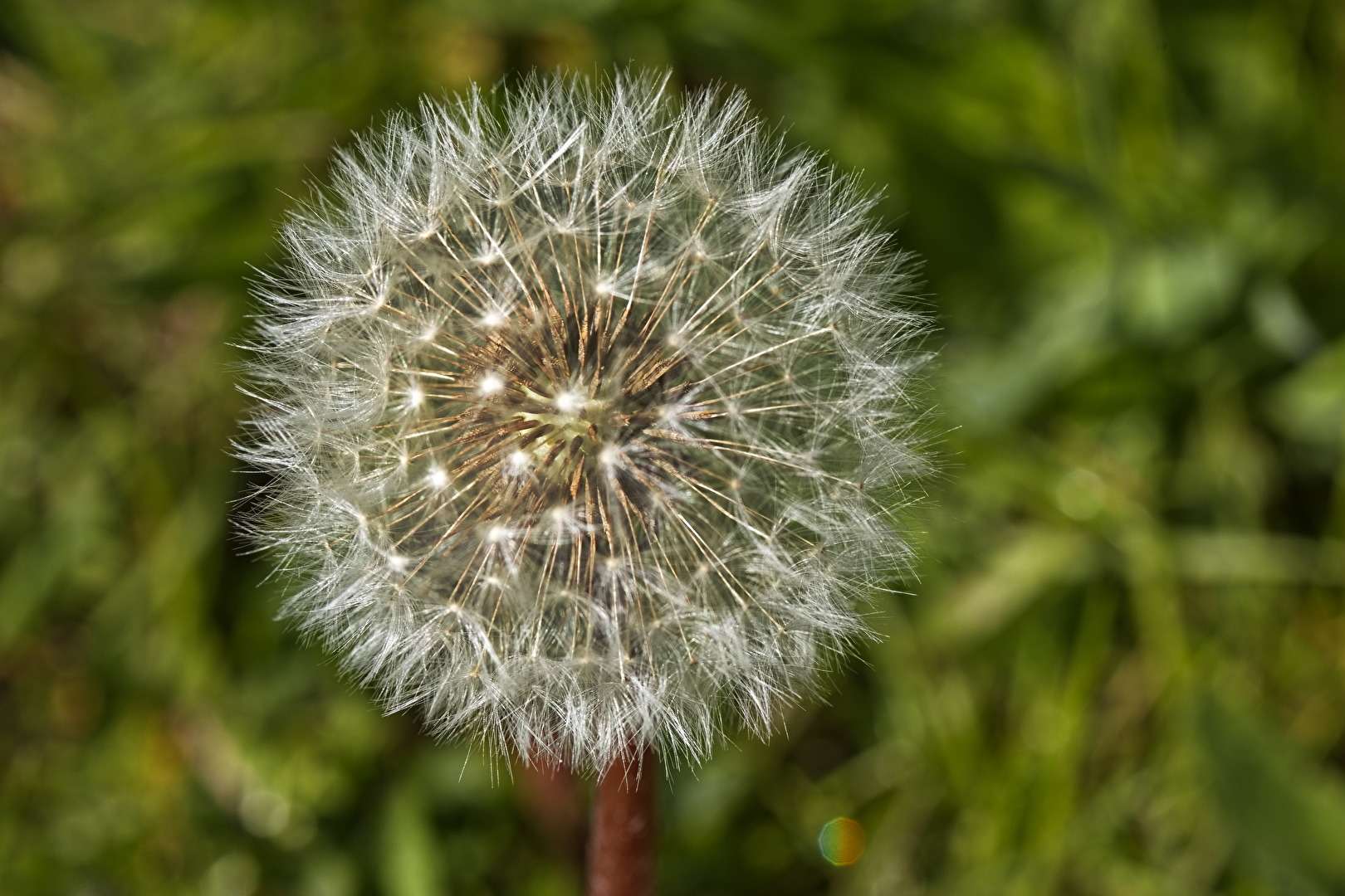 Pusteblume