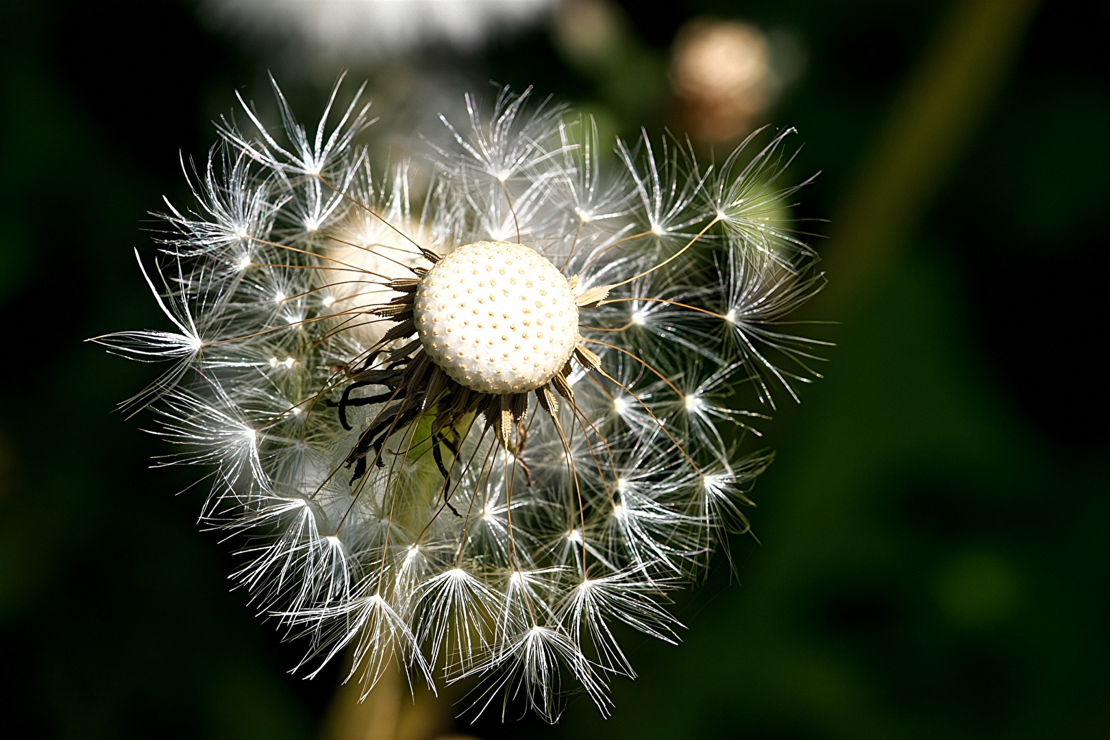 Pusteblume