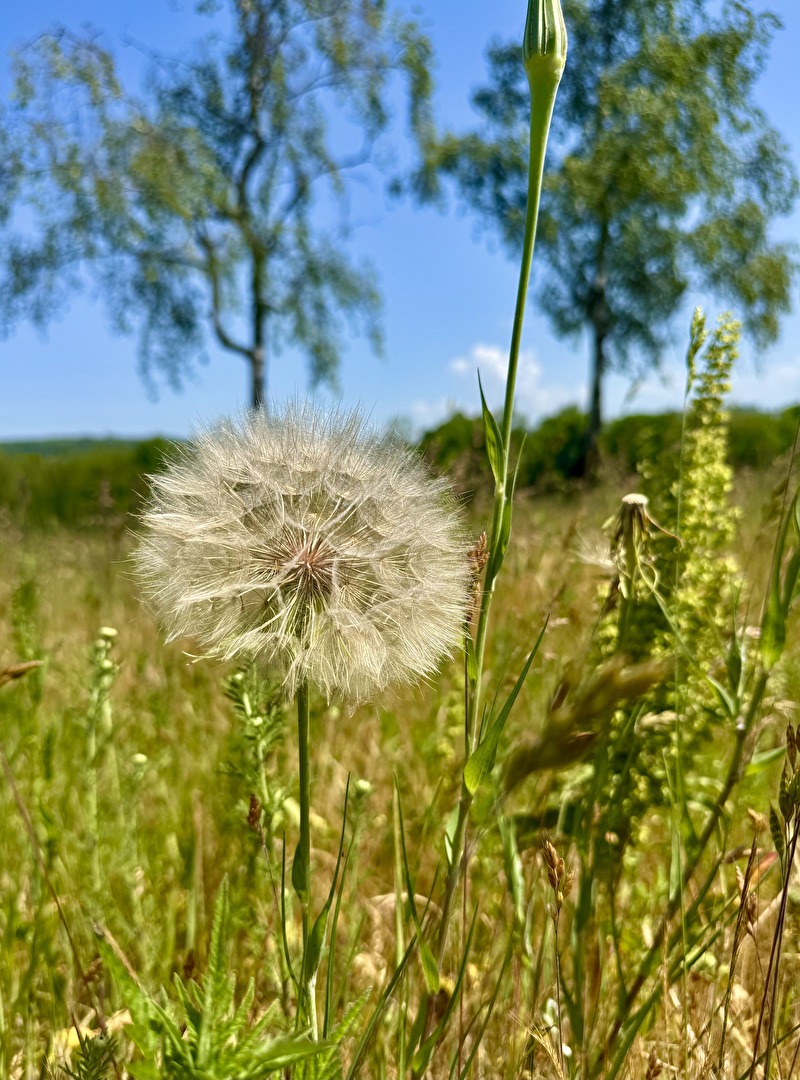 Wiesen Bocksbart