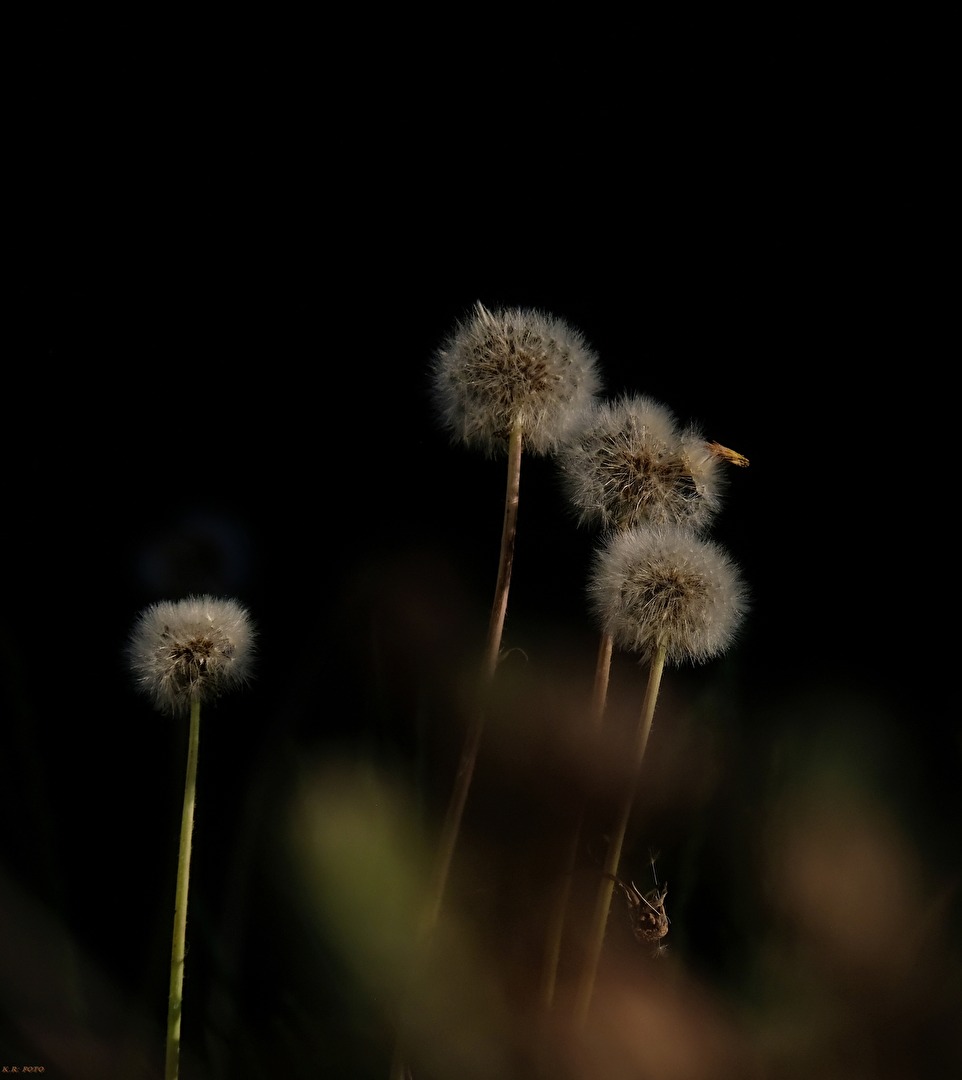 Pusteblumen