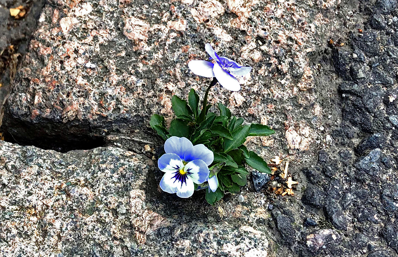 #Naturgewalt, Das Mauerblümchen