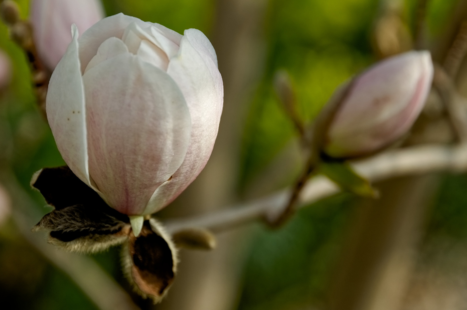 Magnolie