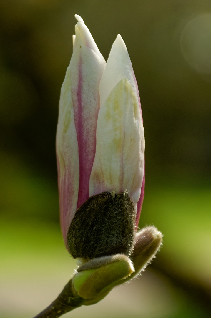 Magnolienblüte