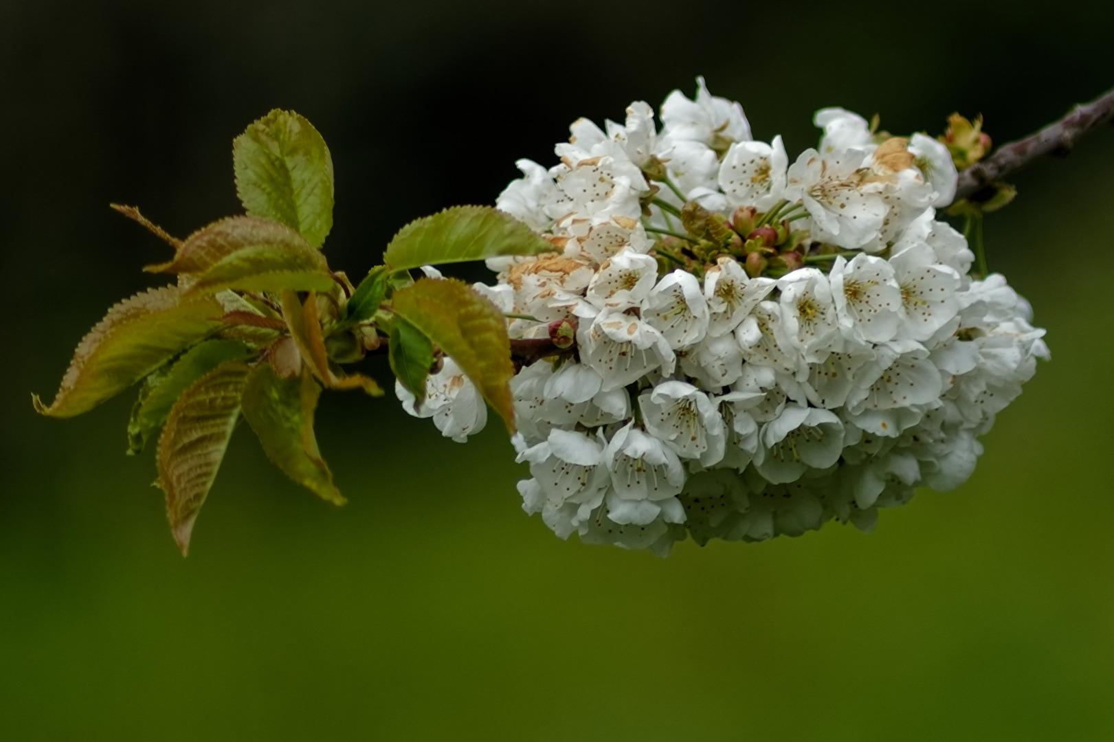 Blüten