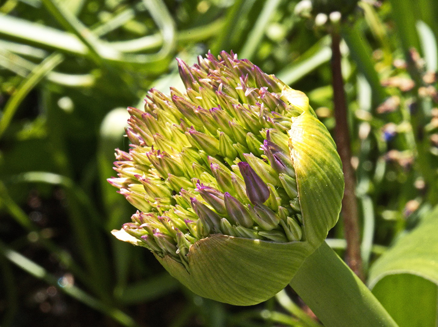 Blume