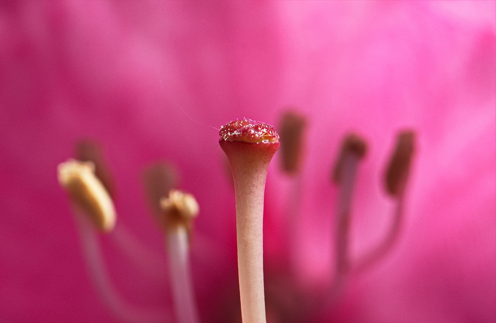 Macro