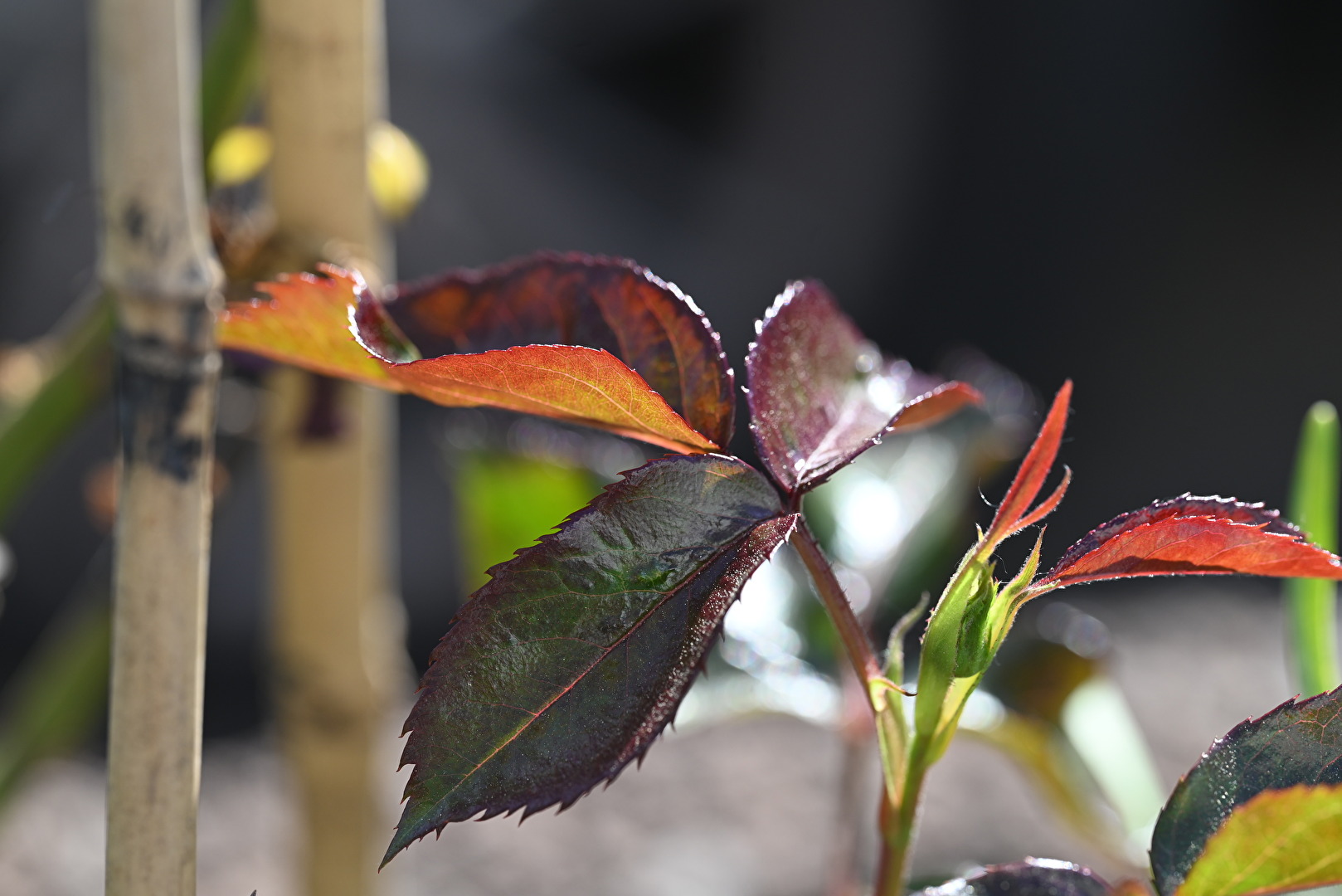 Rosenblätter