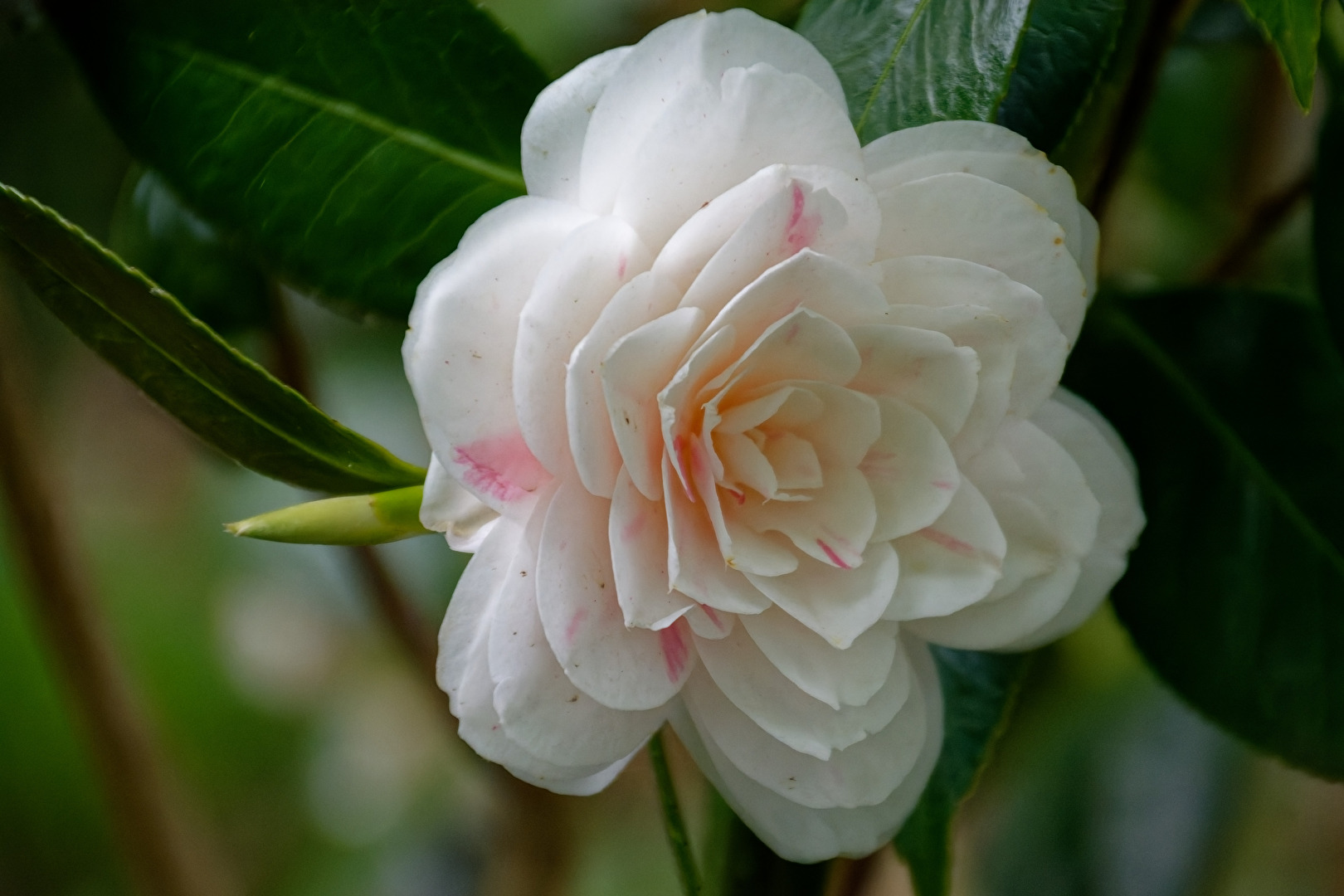 Camelia