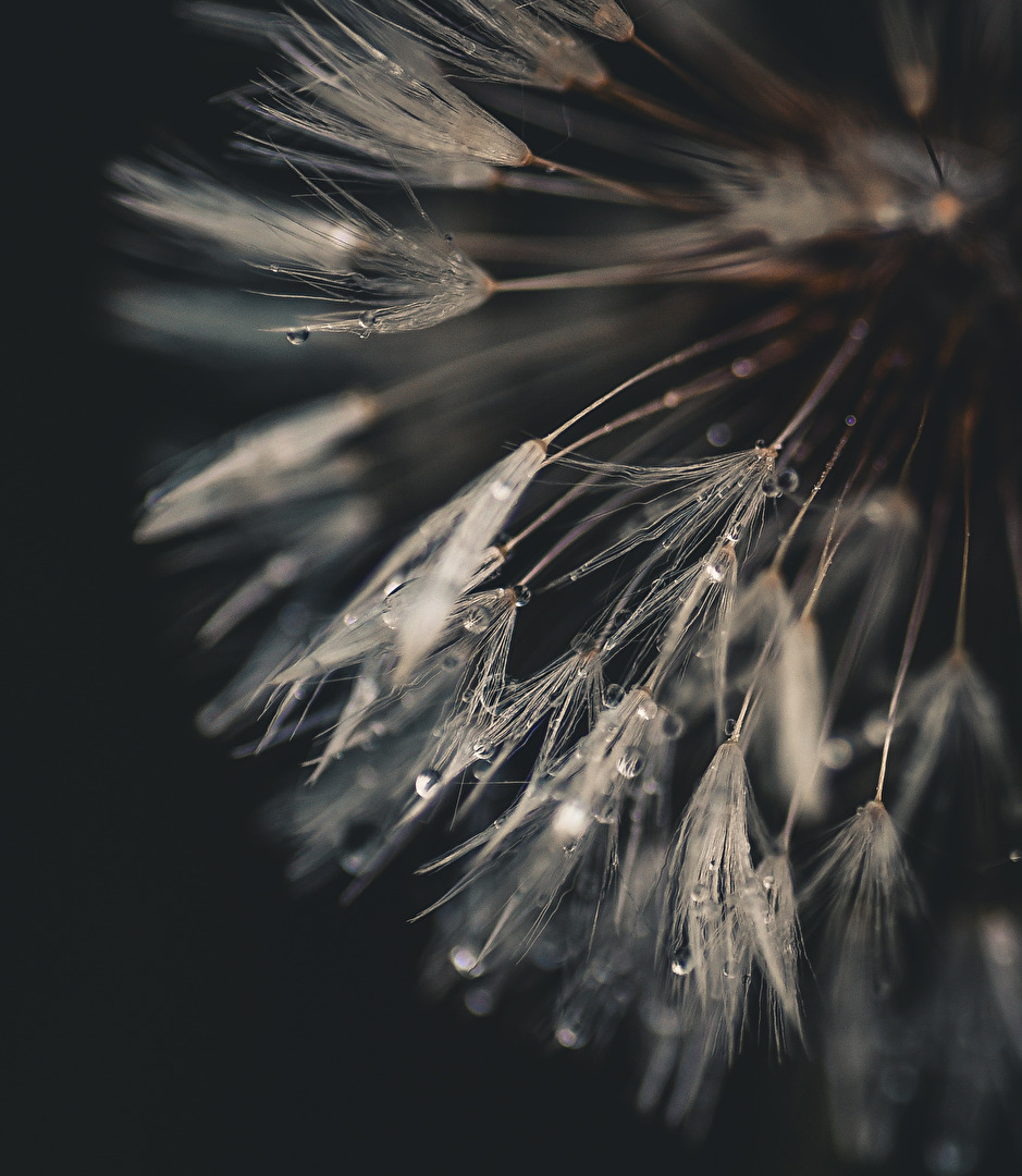 Dandelion
