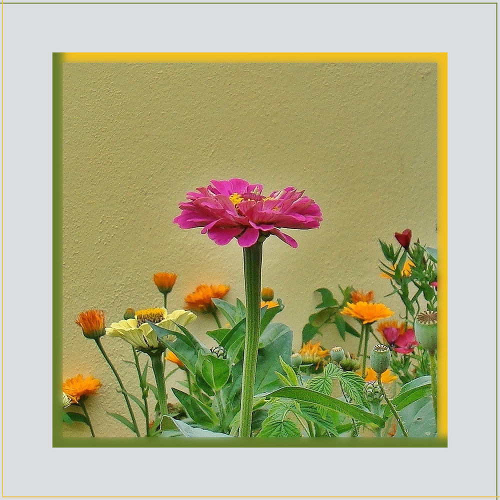 Mauerblümchen