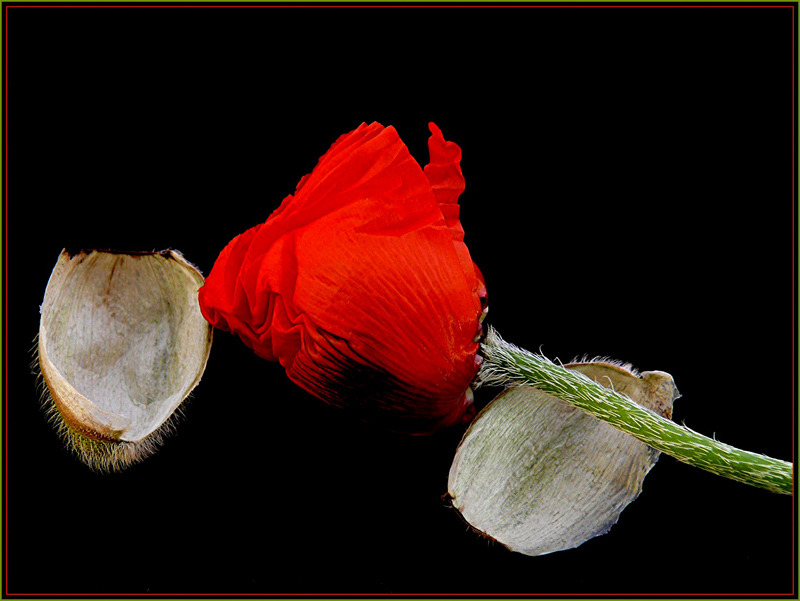 Türkischer Mohn öffnet ihre Blüte