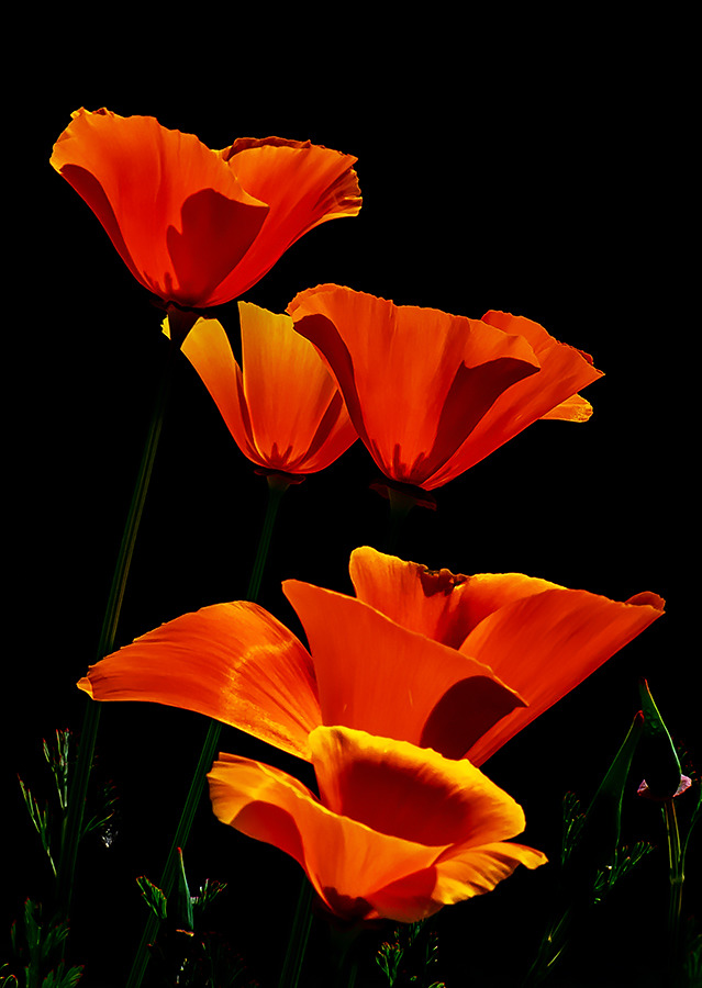 Kalifornischer Mohn (Eschscholzia californica)