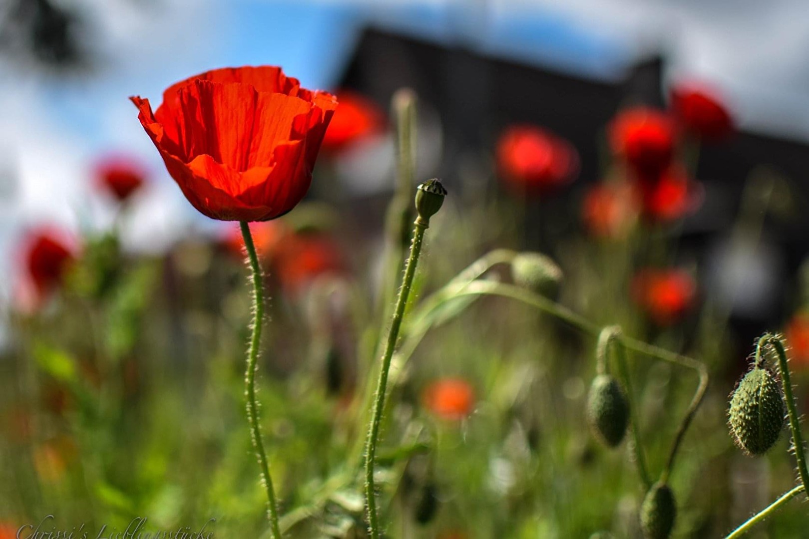 Mohn