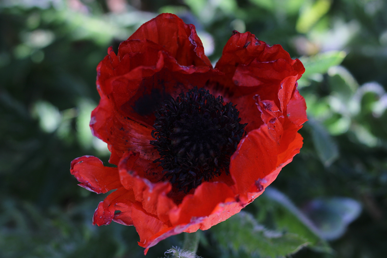 Mohn