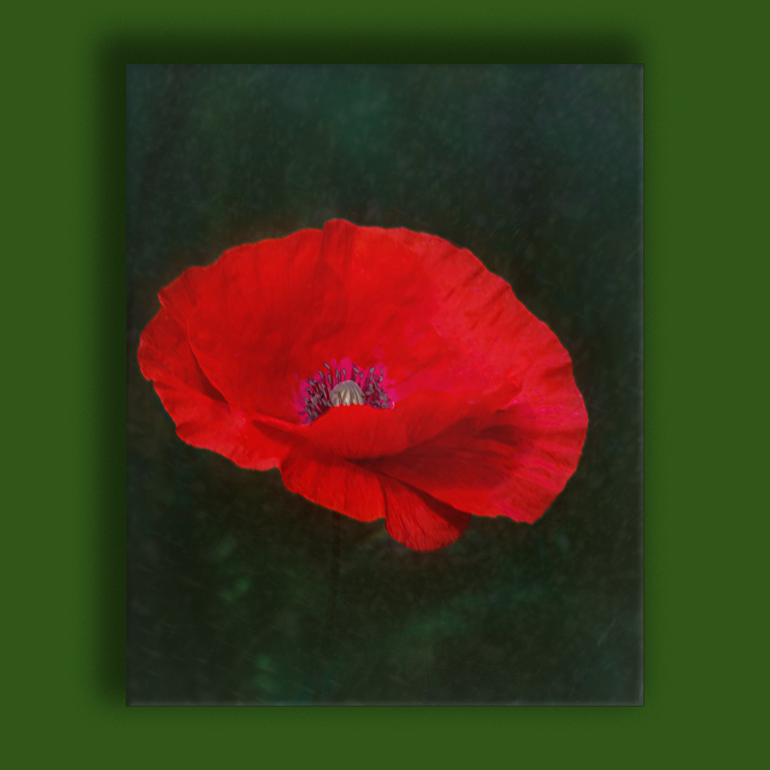 Mohn