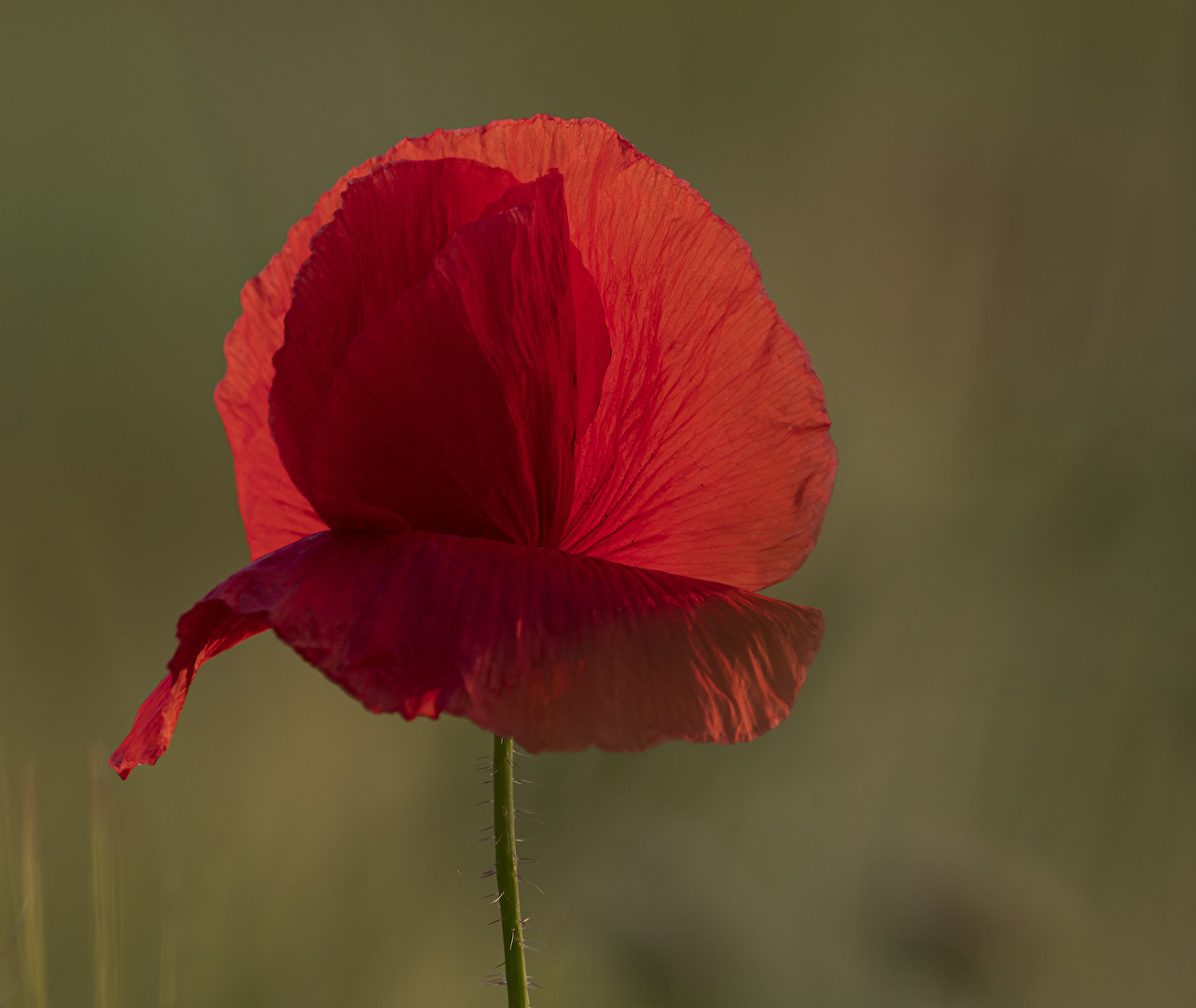 Mohn