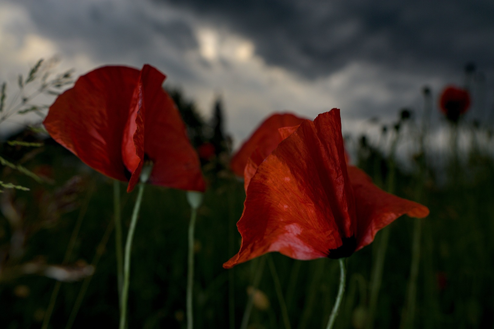 Mohn
