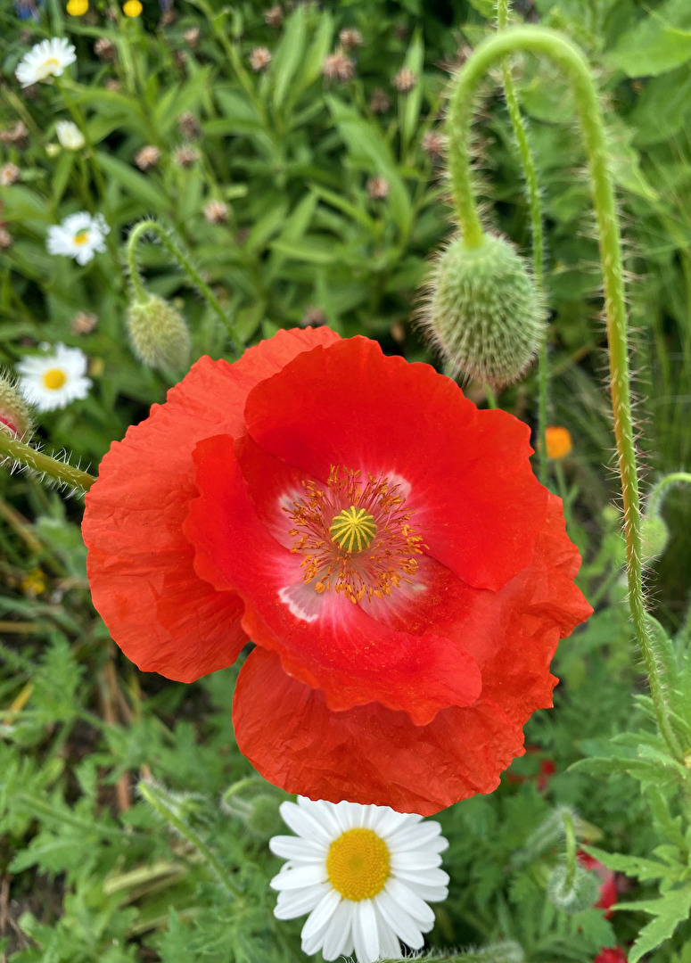 Mohn