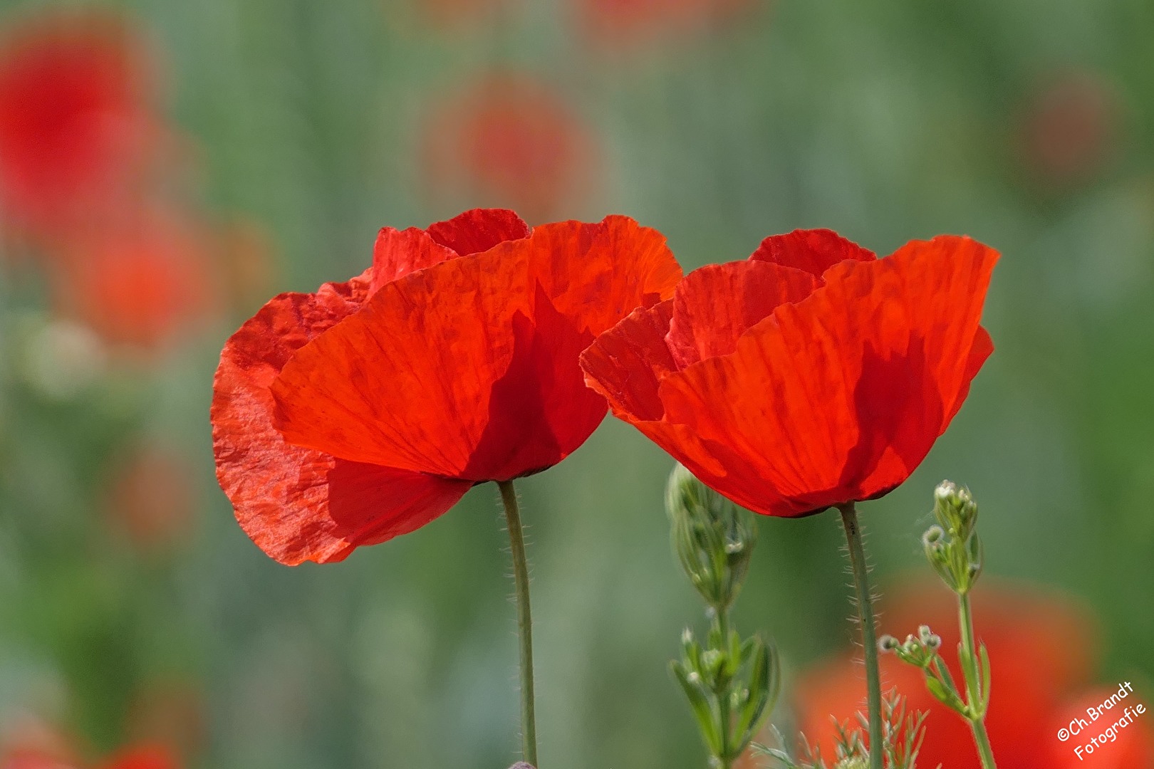 Mohn